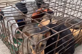 Dùng xe bán tải chở chó đi tiêu thụ, cẩu tặc bị công an bắt giữ