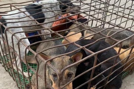 Dùng xe bán tải chở chó đi tiêu thụ, cẩu tặc bị công an bắt giữ