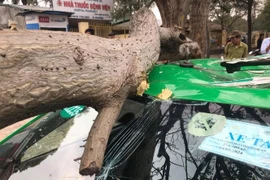 Cành cây gãy đè bẹp nóc xe taxi