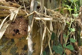 Bị ong vò vẽ đốt, cháu bé tử vong