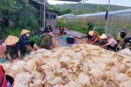 Chập điện ở trang trại làm hơn 10.000 con gà sắp xuất bán chết ngạt