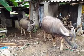 Chuyên án 173T lật mặt bà trùm đường dây trộm trâu, bò