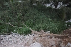 Bất cẩn khi cưa cây khiến một người phụ nữ bị thương nặng