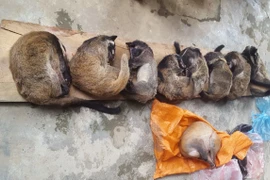 Mua bán động vật quý hiếm để sử dụng cho đám cưới