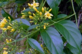 Ăn nhầm lá ngón bé gái tử vong thương tâm