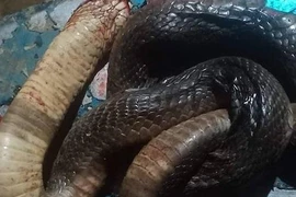 Đi thả lưới đánh cá, người đàn ông không may bị rắn độc cắn tử vong