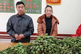 Hai vợ chồng vận chuyển quả thuốc phiện tươi đi bán