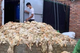 Sự thật về đàn vịt 60.000 con chết do mưa lũ