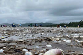 Ngao dạt trắng bờ sau bão số 4