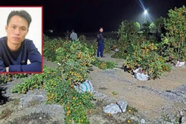 Nam thanh niên chặt phá hàng chục cây quất cảnh Tết của người dân