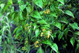 Giận chồng, người phụ nữ ăn lá ngón tự tử