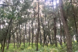 Người đàn ông tử vong trong rừng thông với vết thương trên cổ và bụng