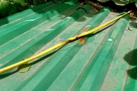 Nam thanh niên bị điện giật tử vong trước ngày cưới