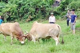 Ngăn bò chọi nhau, người phụ nữ bị húc thủng bụng
