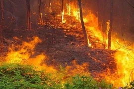 Đi tập thể dục, người đàn ông vứt tàn thuốc gây cháy rừng