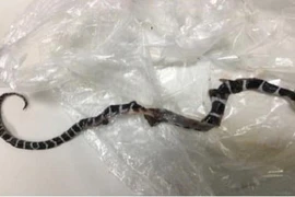 Cứu sống bé trai bị rắn cặp nia cắn