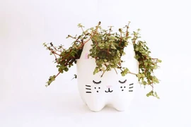 15 cách tái sử dụng chai nhựa siêu sáng tạo