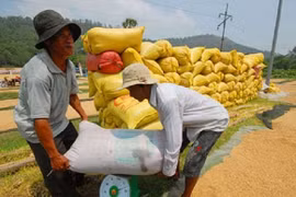 Thu mua tạm trữ 1 triệu tấn gạo