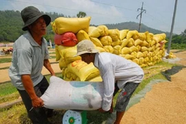 Thu mua tạm trữ 1 triệu tấn gạo