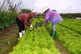Nông dân Vân Nội thất thu vụ rau Tết vì thông tin mập mờ