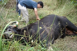 Chuyên gia trào nước mắt khi bò tót... chết oan!?