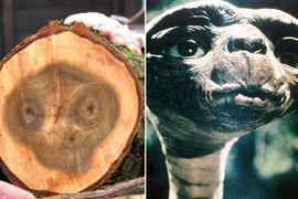 Khúc gỗ có vân mặt người ngoài hành tinh