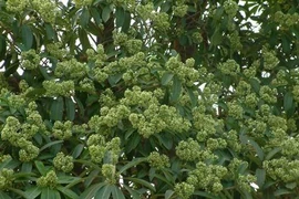 “Trảm” hơn 1.000 cây hoa sữa ở phố biển Nha Trang