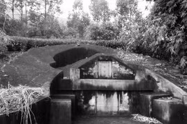 Phát hiện mộ cổ chôn lợn nái 900 năm tuổi