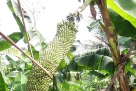 Thêm một buồng chuối "khủng" hơn 200 nải ở Nghệ An
