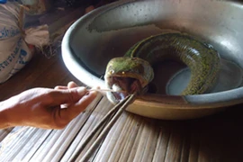 Lạ kỳ cá có đầu rắn, lưỡi, dạ dày heo 