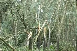 Hàng chục hécta cao su bị thú lạ cắn phá