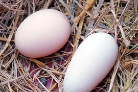 Lạ kỳ gà "mang thai", đẻ trứng... dài