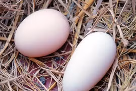 Lạ kỳ gà "mang thai", đẻ trứng... dài