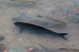 Xuất hiện Cá Chúa ở suối Cá Thần ?