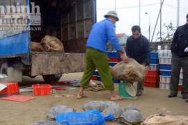 Lợi nhuận cao, xử phạt thấp: Sẽ còn nhiều con thú phải bỏ mạng!