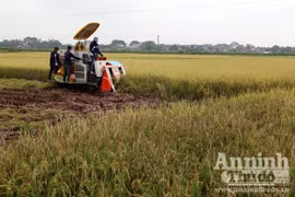 Xem người Hà Nội "cơ giới hóa" trên đồng lúa
