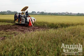 Xem người Hà Nội "cơ giới hóa" trên đồng lúa
