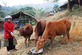 Số lượng gia súc chết rét tiếp tục tăng