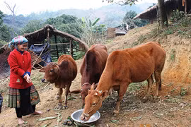 Số lượng gia súc chết rét tiếp tục tăng