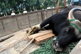"Bò tót” tại sân bay Phú Bài đã bị bắn hạ bằng thuốc mê