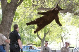 "Thót tim" cảnh tượng gấu "bay" từ trên cây xuống đất