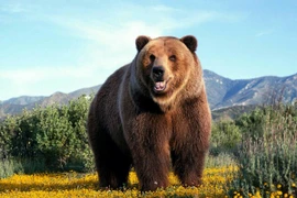 Gấu bất ngờ... đột nhập vào nhà và xơi bánh ngọt mừng sinh nhật