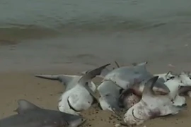 Cá mập chết la liệt ở bờ biển Alabama