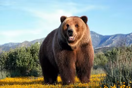 Gấu bất ngờ... đột nhập vào nhà và xơi bánh ngọt mừng sinh nhật