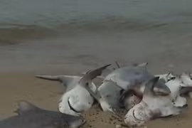 Cá mập chết la liệt ở bờ biển Alabama