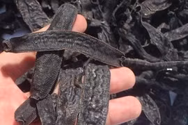 Xuất hiện đỉa khô nhập lậu vào nội địa