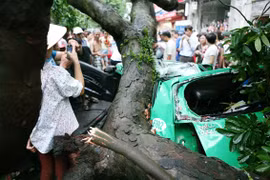 Chùm ảnh bão số 5 làm đổ cây hàng loạt, đè chết người