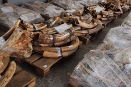 Quan chức Trung Quốc lợi dụng công vụ mua hàng tấn ngà voi trái phép