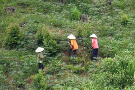 Bi kịch những thiếu nữ bị phụ tình, vô vọng ôm con đợi gã sở khanh