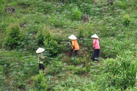 Bi kịch những thiếu nữ bị phụ tình, vô vọng ôm con đợi gã sở khanh